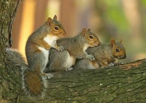 Negotiating Successful and Sexy Threesomes